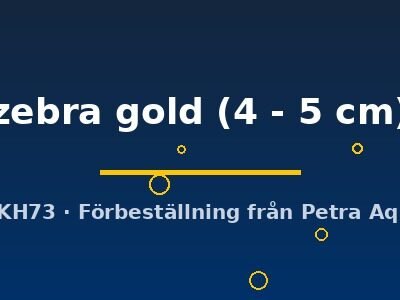 zebra gold (4 - 5 cm)