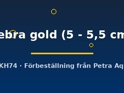 zebra gold (5 - 5,5 cm)