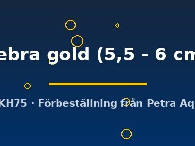 zebra gold (5,5 - 6 cm)