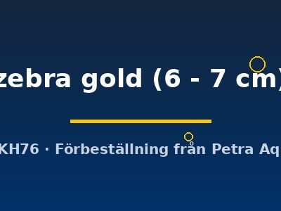 zebra gold (6 - 7 cm)