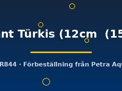briliant Türkis (12cm (15cm))