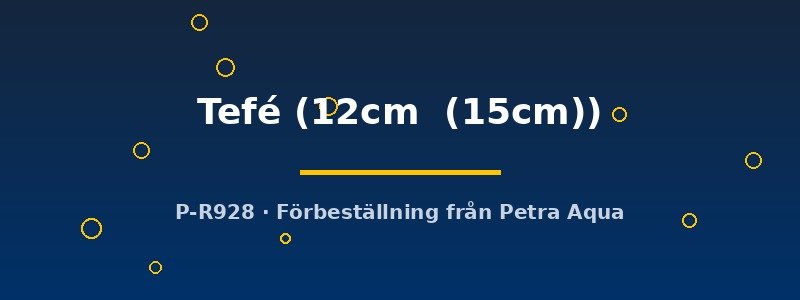 petra-ph2-174687 Discus original Stendker Tefé 12–15 cm