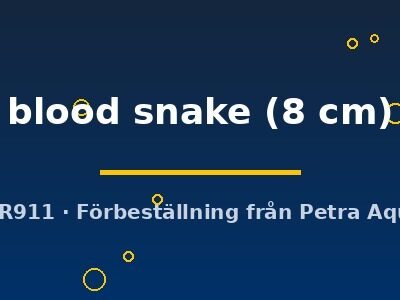 Discus original Stendker blood snake 8 cm