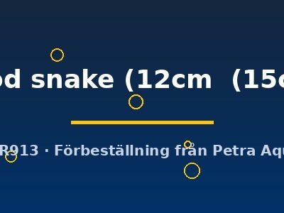 Discus original Stendker blood snake 12–15 cm