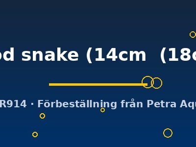 Discus original Stendker blood snake 14–18 cm