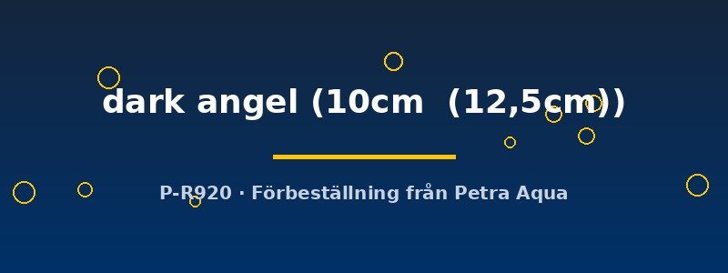 petra-ph2-174695 Discus original Stendker dark angel 10–12,5 cm