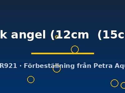Discus original Stendker dark angel 12–15 cm