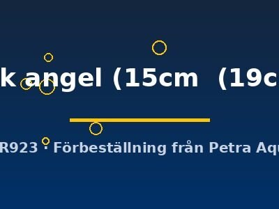 Discus original Stendker dark angel 15–19 cm
