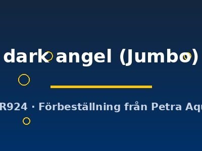 Discus original Stendker dark angel Jumbo
