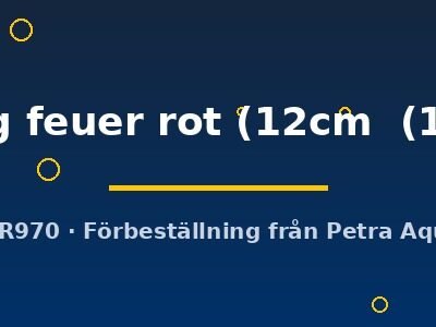 Discus original Stendker flächig feuer rot 12–15 cm