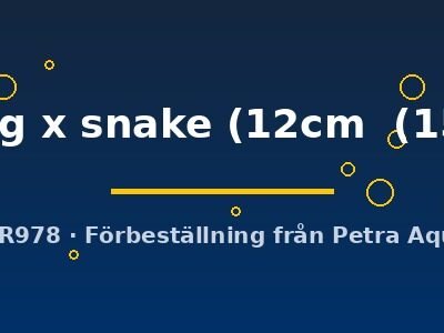 Discus original Stendker flächig x snake 12–15 cm