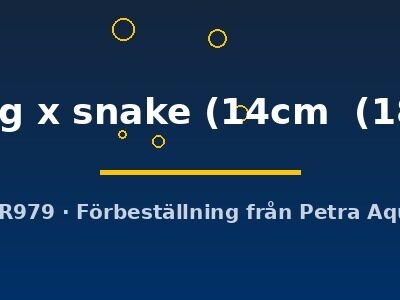 Discus original Stendker flächig x snake 14–18 cm
