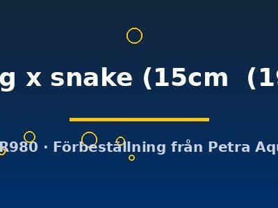 Discus original Stendker flächig x snake 15–19 cm