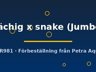 Discus original Stendker flächig x snake Jumbo
