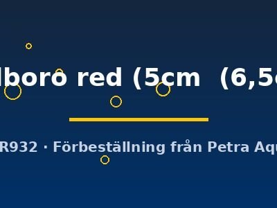 Discus original Stendker marlboro red 5–6,5 cm