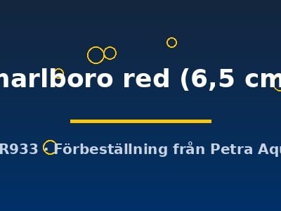 Discus original Stendker marlboro red 6,5 cm