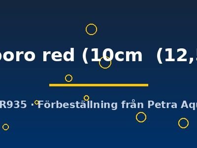 Discus original Stendker marlboro red 10–12,5 cm