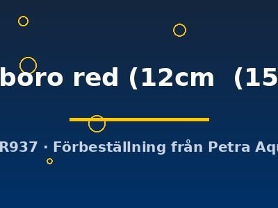 Discus original Stendker marlboro red 12–15 cm