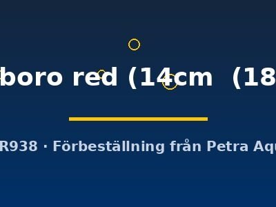 Discus original Stendker marlboro red 14–18 cm