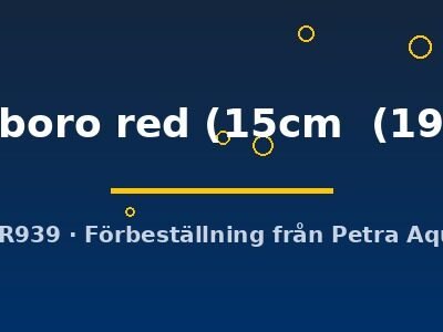 Discus original Stendker marlboro red 15–19 cm