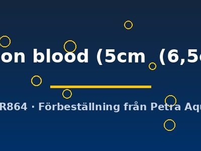 pigeon blood (5cm  (6,5cm))