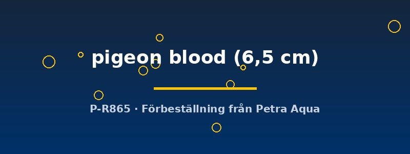 petra-ph2-174741 Discus original Stendker pigeon blood 6,5 cm