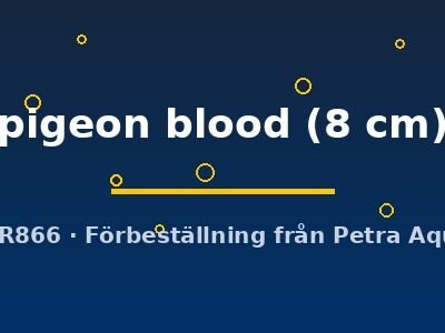 pigeon blood (8 cm)