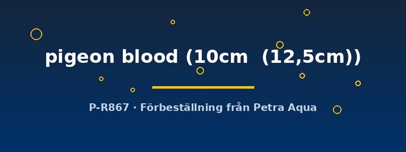 petra-ph2-174743 Discus original Stendker pigeon blood 10–12,5 cm
