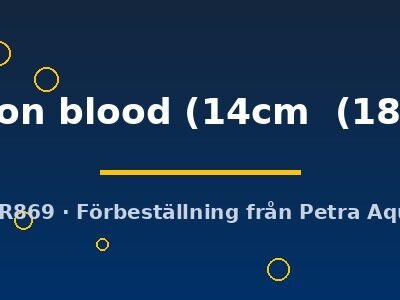 Discus original Stendker pigeon blood 14–18 cm