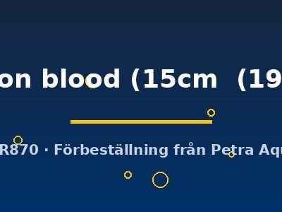 pigeon blood (15cm  (19cm))