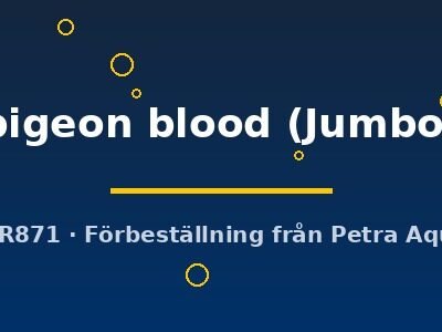pigeon blood (Jumbo)