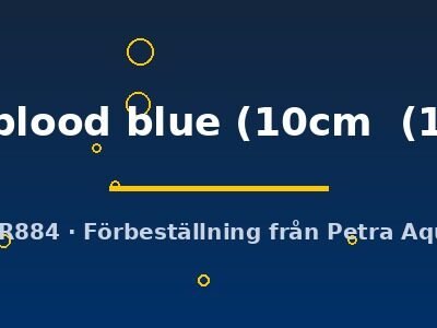 Discus original Stendker pigeon blood blue 10–12,5 cm