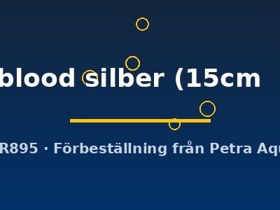 Discus original Stendker pigeon blood silber 15–19 cm