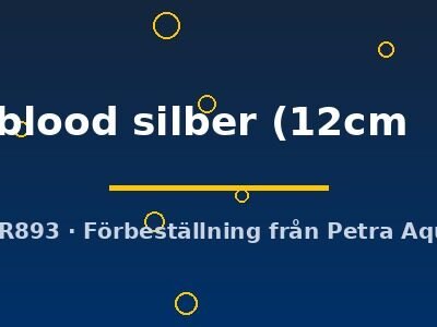 Discus original Stendker pigeon blood silber 12–15 cm