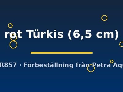 rot Türkis (6,5 cm)