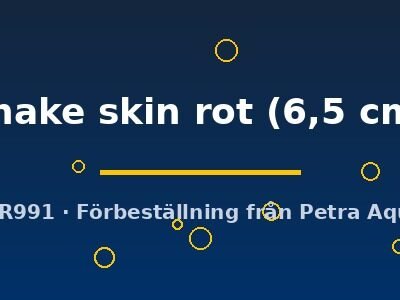snake skin rot (6,5 cm)