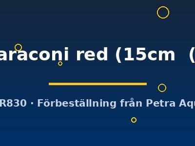 Symphysodon Lago Paraconi red 15–19 cm