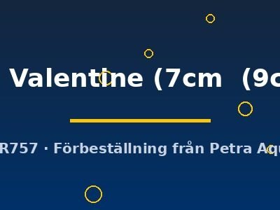 Symphysodon Red Valentine 7–9 cm