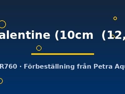 Symphysodon Red Valentine 10–12,5 cm