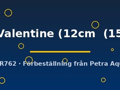 Symphysodon Red Valentine 12–15 cm