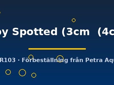 Ruby Spotted (3cm  (4cm))