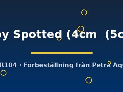 Ruby Spotted (4cm  (5cm))