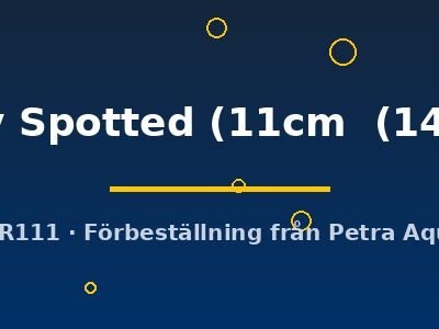 Ruby Spotted (11cm  (14cm))