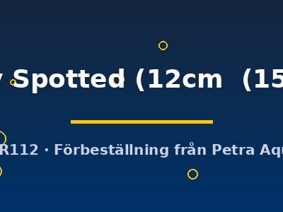 Ruby Spotted (12cm  (15cm))