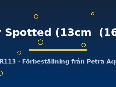 Ruby Spotted (13cm  (16cm))
