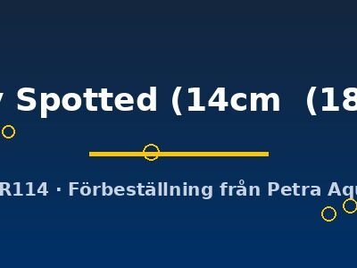 Ruby Spotted (14cm  (18cm))