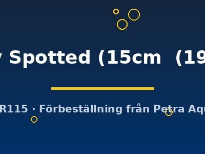 Ruby Spotted (15cm  (19cm))