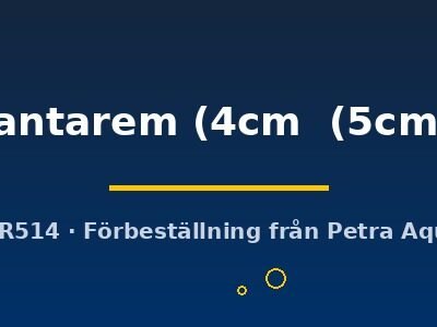 Santarem (4cm (5cm))