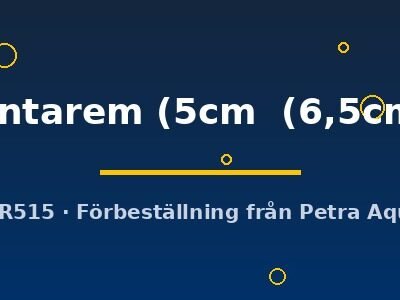 Santarem (5cm (6,5cm))