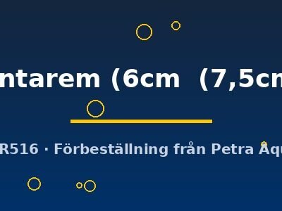 Santarem (6cm (7,5cm))